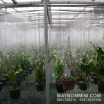 bec phun suong tuoi lan nha vuon