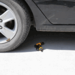 sung xit ap luc cao cap