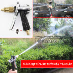 sung xit rua xe tuoi cay tang ap